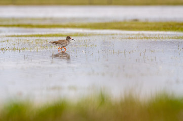 Common redshank (Tringa totanus) foraging in the water