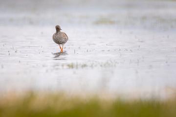 Common redshank (Tringa totanus) foraging in the water