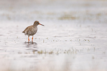 Common redshank (Tringa totanus) foraging in the water