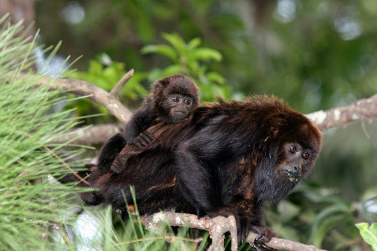 bugio monkey with a baby