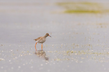 Common redshank (Tringa totanus) foraging in the water