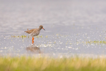 Common redshank (Tringa totanus) foraging in the water
