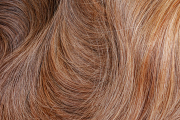 Beautiful wavy hair, brown hair, closeup