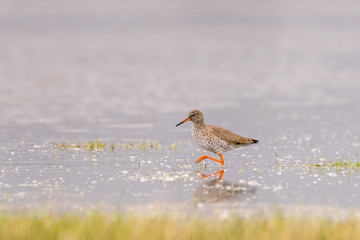 Common redshank (Tringa totanus) foraging in the water