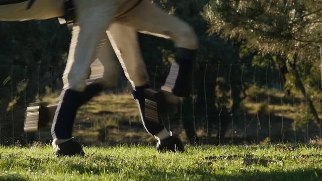 horses legs pulling carriage slow motion