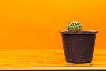 potted globe cactus isolated on wood table