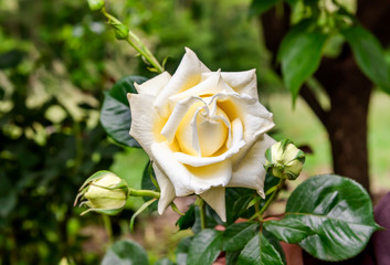 The White cream rose on natural green background.