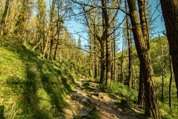 Bosque con arboles, verde