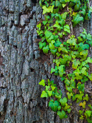 Detail of a sessile oak in spring in a forest in the Valle de Liendo in the province of Cantabria. Autonomous Community of Cantabria, Spain, Europe