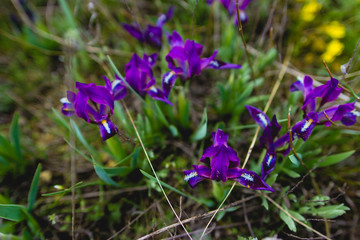 Rare lilac flowers of irises in the early spring in the north