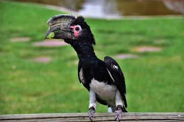 Foto detallada de calao comiendo una uva