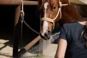 Brown horse close up getting bath on summer day, tied in halter on farm.