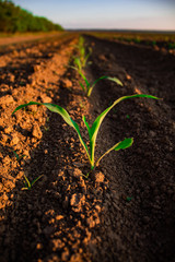 Picture in nature in the capital of the Czech Republic, Prague