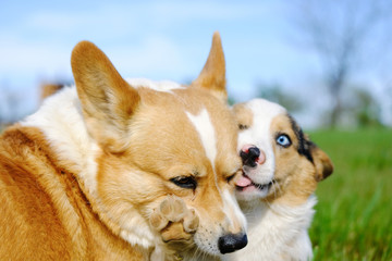 Funny Corgi dogs playing closeup in yard outside.