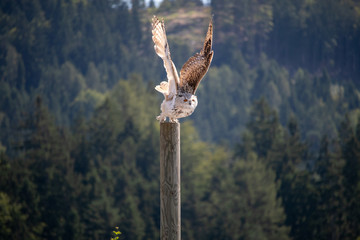 View of a starting, flying snowy owl against a forest and mountain background with blue sky