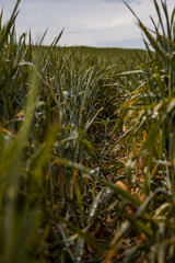 Picture in nature in the capital of the Czech Republic, Prague