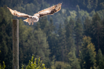 View of a starting, flying snowy owl against a forest and mountain background with blue sky