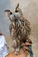 Eagle owl closeup