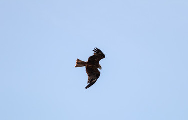 View of a launching, flying sea eagle against a forest and mountain background with blue sky