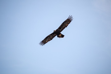 View of a launching, flying sea eagle against a forest and mountain background with blue sky