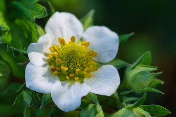 Strawberry flower texture macro, white petals and yellow flower center with pistils and stamen on green blurred background, blooming in the spring garden in warm sunlight