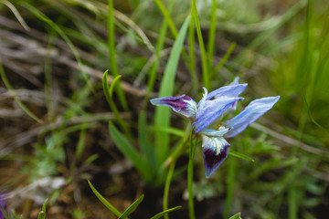 Withering iris flower pale lilac cloudy day, reserved nature
