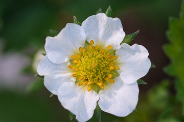 Strawberry flower texture macro, white petals and yellow flower center with pistils and stamen on green blurred background, blooming in the spring garden in warm sunlight