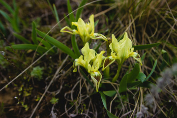 Yellow iris flowers in the grass, rare plant