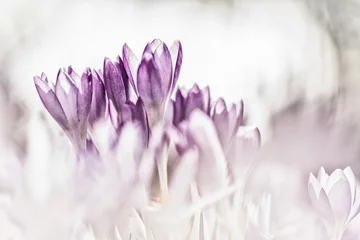 Fototapeten wonderfulp View of close-up magic blooming spring flowers crocus © Peter Ruijs