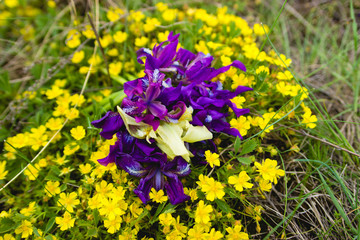 Bright purple and lilac irises among yellow flowers on a spring day