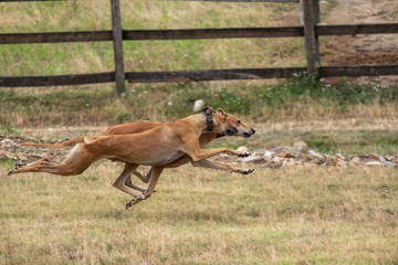 Two greyhounds are running in pursuit of a mechanical hare (rabbit)