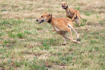 Two greyhounds are running in pursuit of a mechanical hare (rabbit)