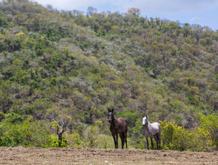 dramatic image of two horses standing top of a hill in the caribbean mountains of the dominican republic.