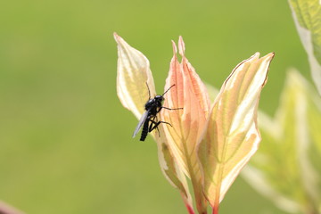 Black fly on young leaves on a green background