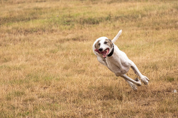 Greyhound is running in pursuit of a mechanical hare (rabbit)