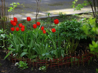 Red tulips grow at home