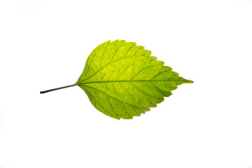 Fototapeta premium Isolated leaf texture in White Background