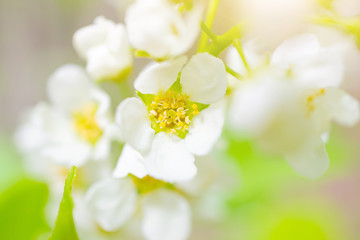 Blooming bird cherry close-up. Detailed macro photo. Beautiful white flowers. Great image for postcards. The concept of spring, summer, flowering.