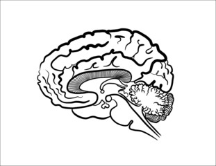 Human brain section side view