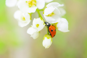 Blooming bird cherry close-up. A ladybug is sitting on one of the flowers. Detailed macro photo. Beautiful white flowers. Great image for postcards. The concept of spring, summer, flowering.