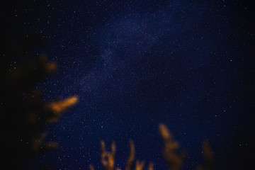 Through the grass you can see a starry blue sky with a scattering of stars at night