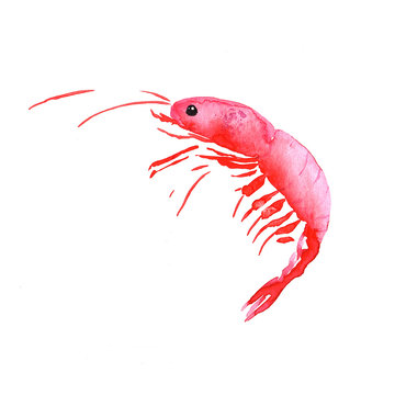 watercolor isolated red pink stylized shrimp