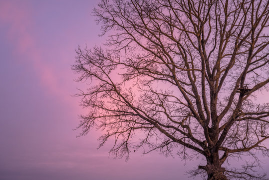 Old oak tree without leaves and pink sky