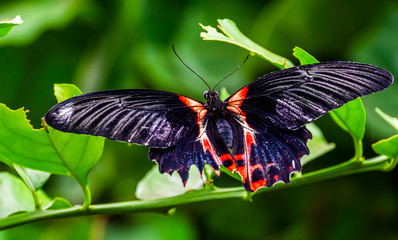 beautiful macro closeup of a red scarlet butterfly, tropical insect specie from Asia
