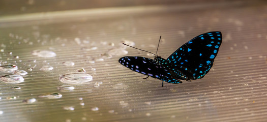 beautiful macro closeup of a blue spotted black butterfly, tropical insect specie from Costa Rica, America