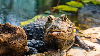 front closeup of a african dwarf crocodile in closeup, tropical and vulnerable reptile specie from Africa