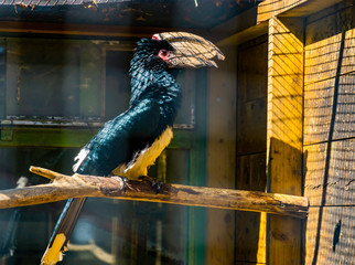 portrait of a trumpeter hornbill bird in the aviary, tropical animal specie from africa © Charlotte B