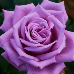 square color photo of violet rose with the name: mamy blue