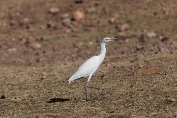 Cattle egret, Bubulcus ibis, on a field in East Africa.