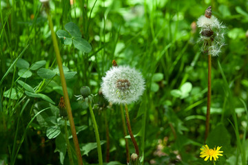 dandelion and green grass in garden